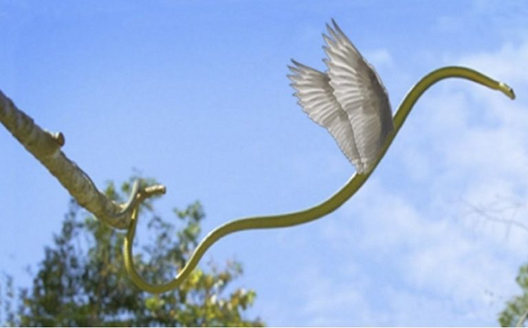 Cobras voadoras que pulam entre árvores são alvos de pesquisas científicas